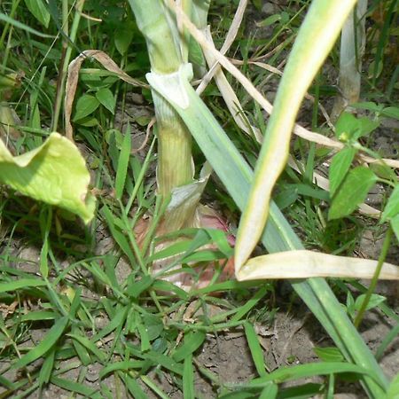 Willa Valle Maira, Agriturismo Nel Parco Dei Nebrodi Tortorici Zewnętrze zdjęcie