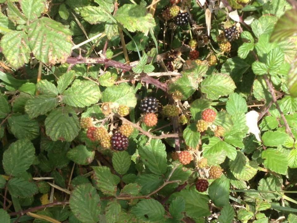 Willa Valle Maira, Agriturismo Nel Parco Dei Nebrodi Tortorici Zewnętrze zdjęcie